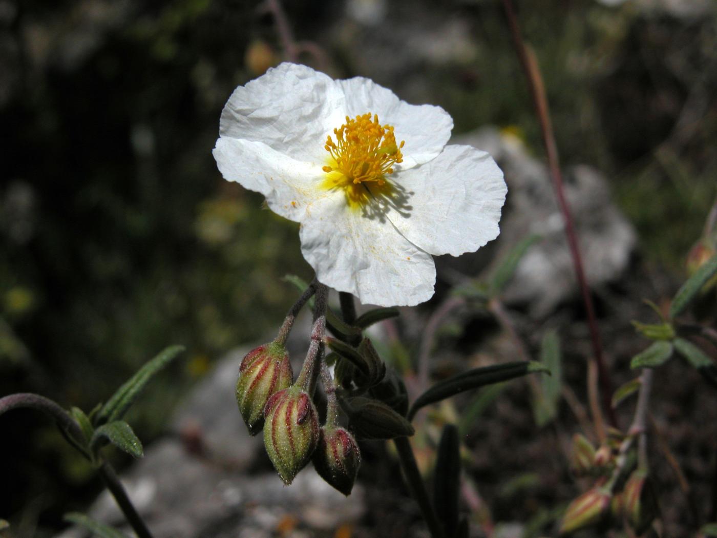 Rock-Rose, Apennine flower